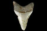 Fossil Megalodon Tooth - North Carolina #130026-1